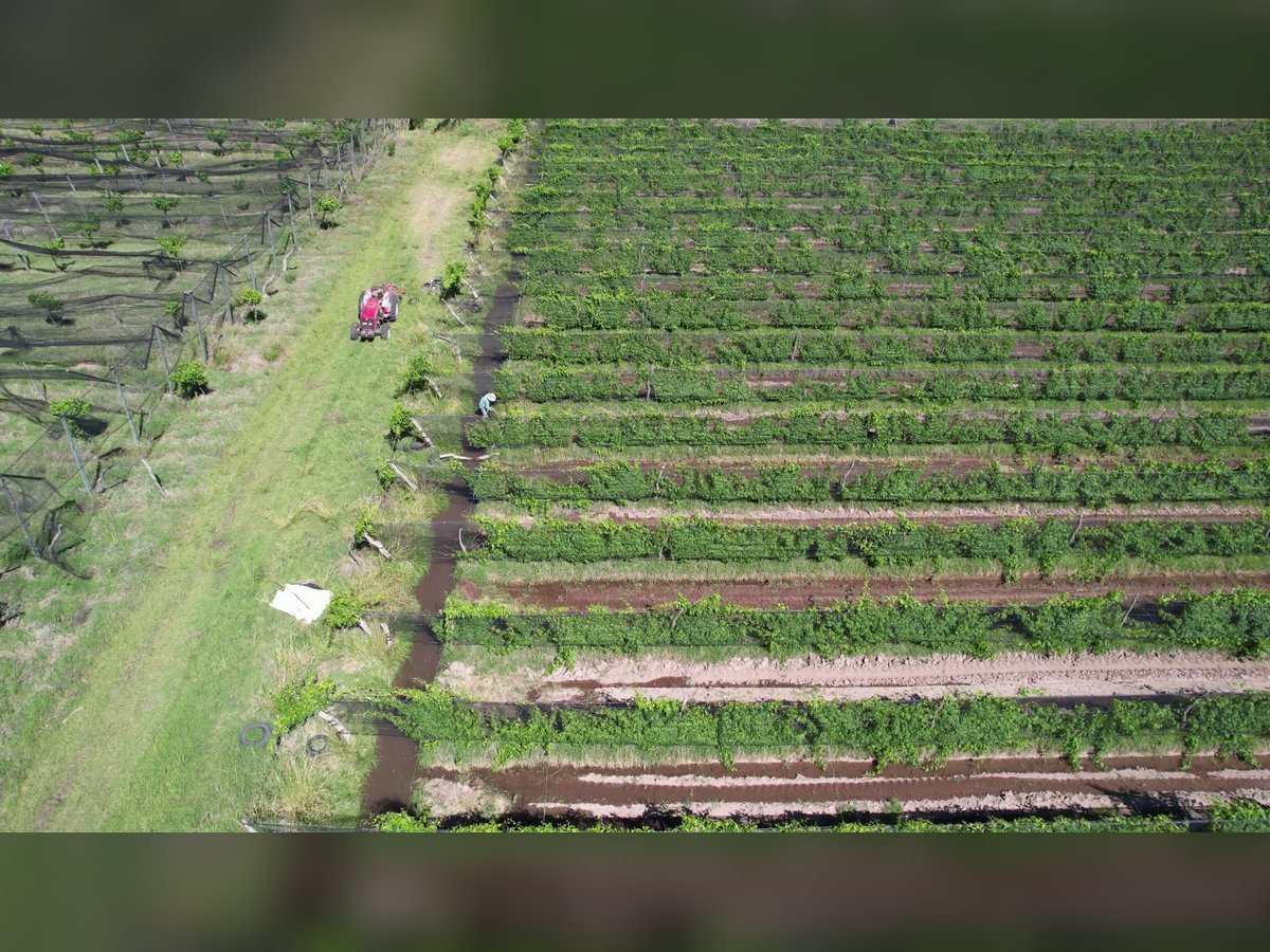 🍇 Finca Vitivinícola de 405 Ha con Viñedos Premium y Gran Potencial de Desarrollo