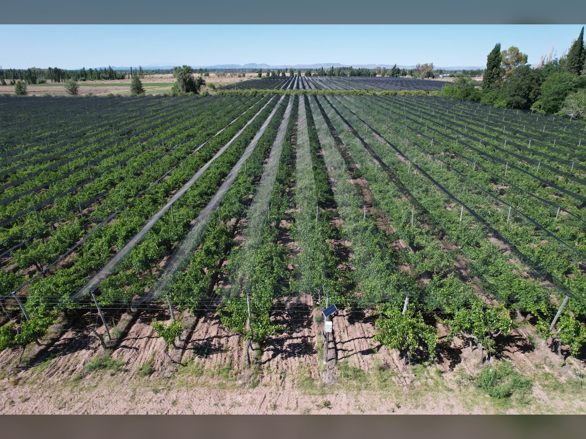 🍇 Finca Vitivinícola de 405 Ha con Viñedos Premium y Gran Potencial de Desarrollo