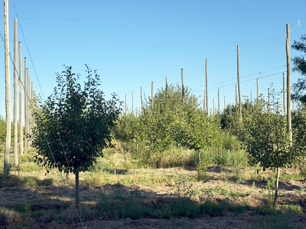 🍑 Finca Frutícola Productiva con Infraestructura y Maquinaria Completa